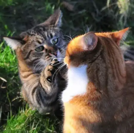 Бой котов