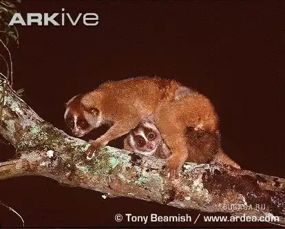 Толстый лори Толстый лори