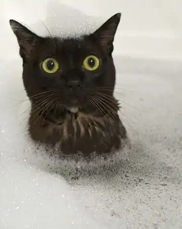 Удивленные животные