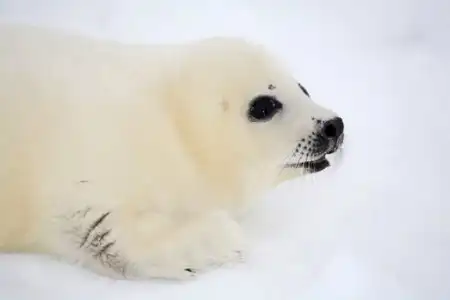 ПОБЕДА! — В России запрещена охота на детенышей гренландских тюленей!