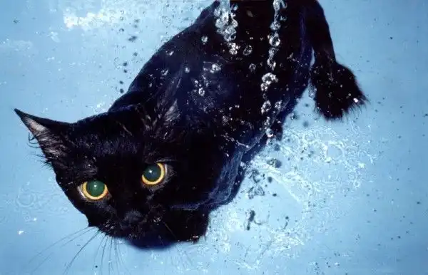 Кто сказал, что коты не умеют плавать?