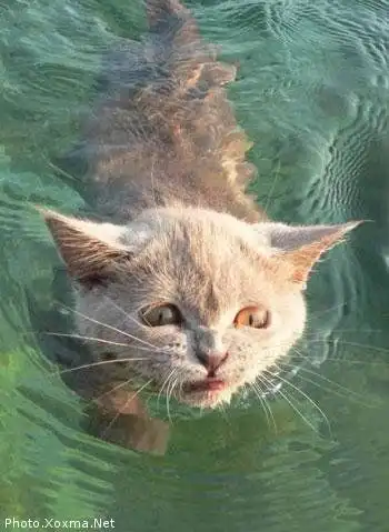 Кто сказал, что коты не умеют плавать?
