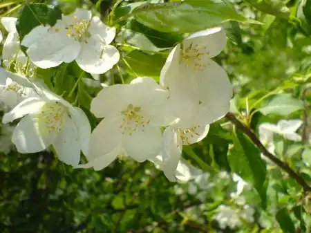 Spring Wallpapers Pack