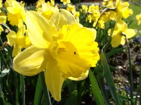 Spring Wallpapers Pack