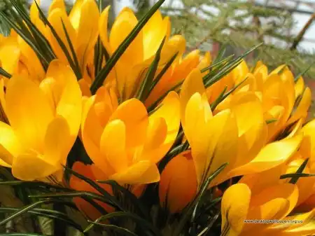 Spring Wallpapers Pack