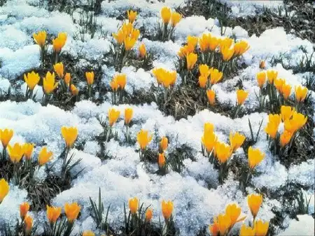 Spring Wallpapers Pack