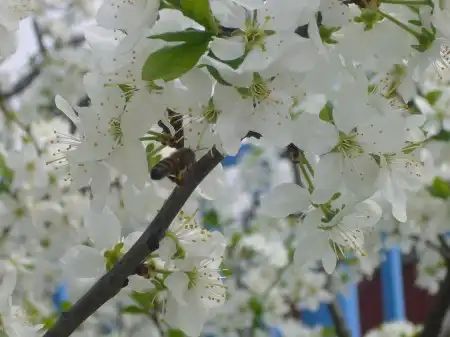 Spring Wallpapers Pack