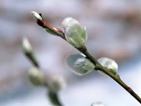 Spring Wallpapers Pack