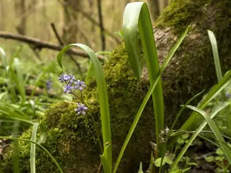 Spring Wallpapers Pack