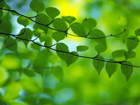 Spring Wallpapers Pack