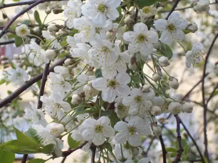 Spring Wallpapers Pack