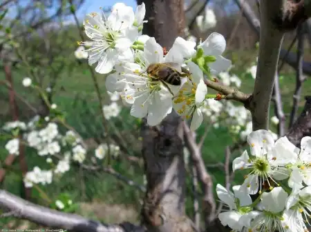 Spring Wallpapers Pack