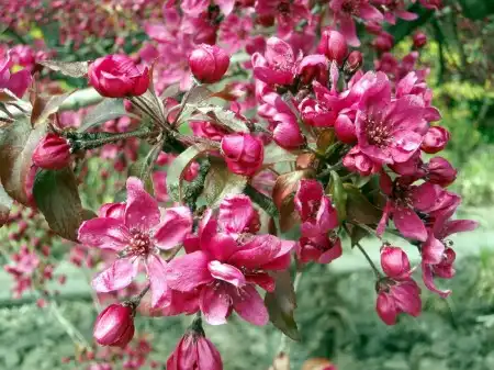 Spring Wallpapers Pack