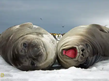 Отличная фотоподборка от National Geographic