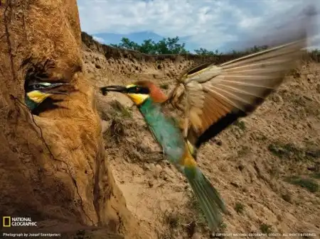 Отличная фотоподборка от National Geographic