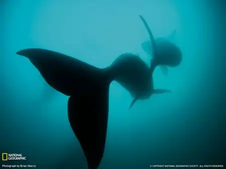 Отличная фотоподборка от National Geographic
