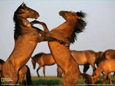 Отличная фотоподборка от National Geographic