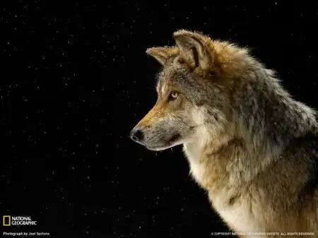 Отличная фотоподборка от National Geographic