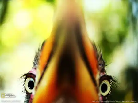 Отличная фотоподборка от National Geographic