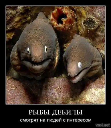Новые демотиваторы