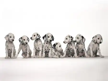 Animal Wallpapers Pack