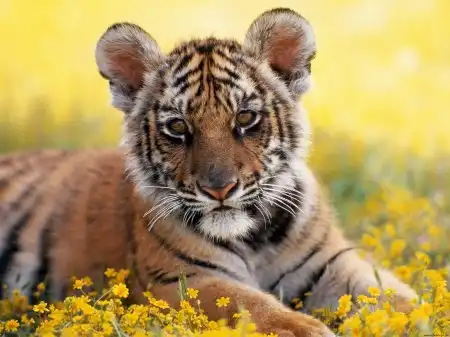 Animal Wallpapers Pack