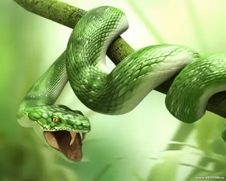 Animal Wallpapers Pack