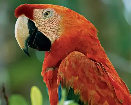 Animal Wallpapers Pack