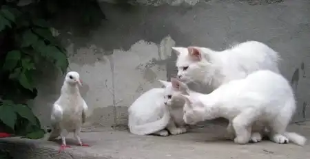 Приколюшки
