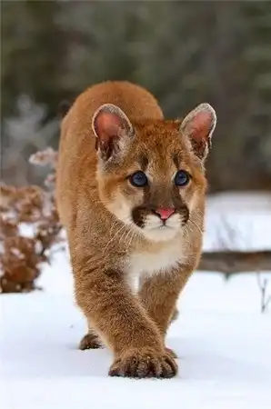 Львы