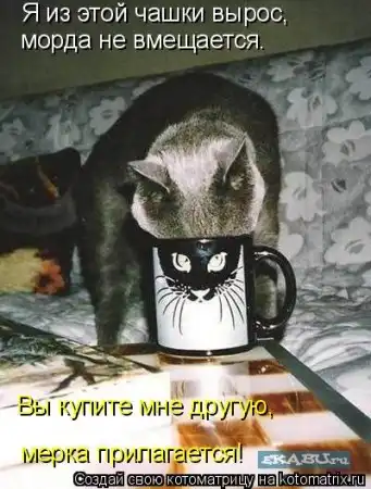 новая котоматрица