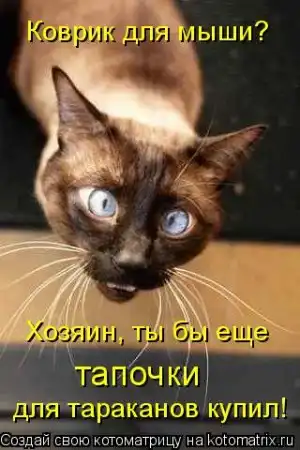 новая котоматрица