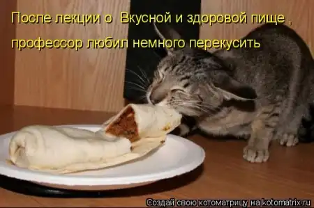 новая котоматрица