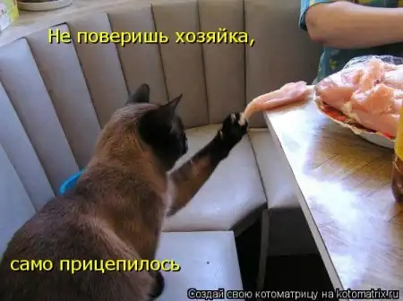 новая котоматрица