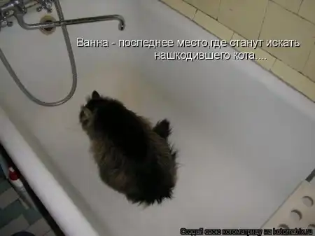 новая котоматрица