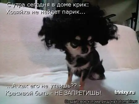 новая котоматрица