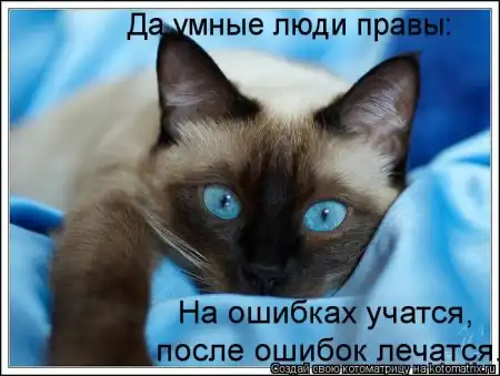 новая котоматрица