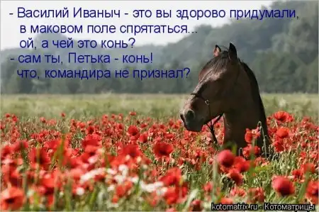 новая котоматрица