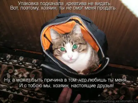 новая котоматрица