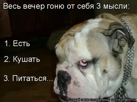 новая котоматрица