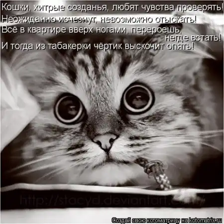 новая котоматрица