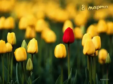 Весенние обои к 8 Марта!