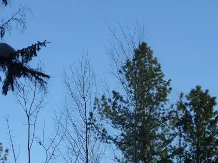 8  марта в лесу