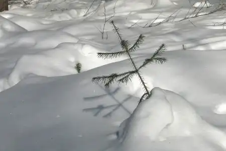 8  марта в лесу