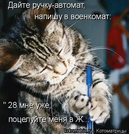Очередная порция котоматриц