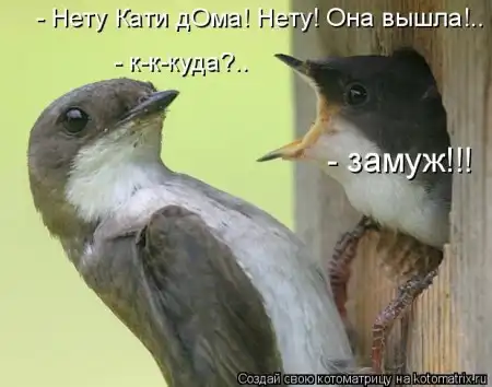 Очередная порция котоматриц