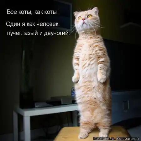 Очередная порция котоматриц