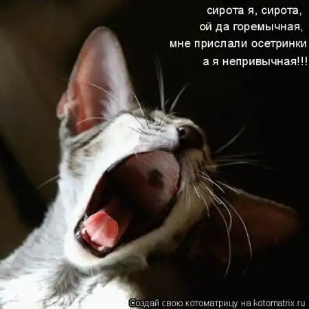 Очередная порция котоматриц