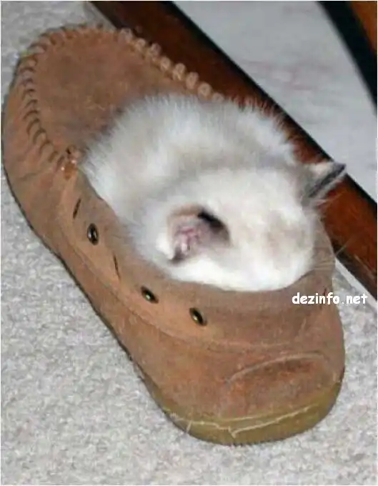 Спящие коты. Спящие коты.