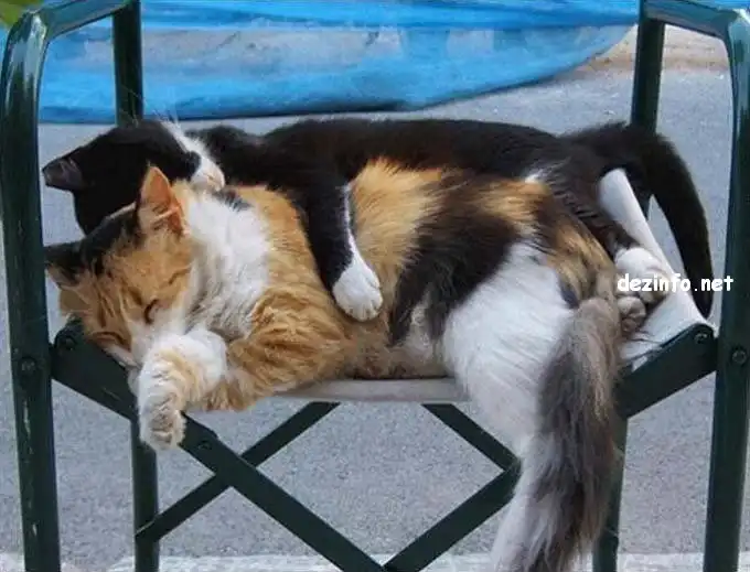 Спящие коты. Спящие коты.
